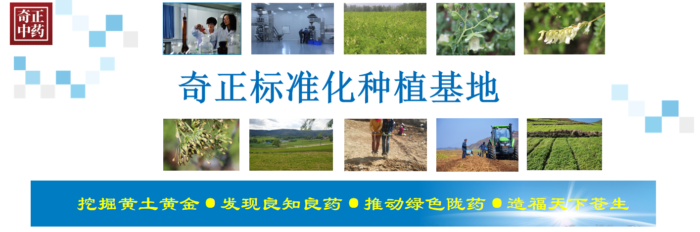 党参种植基地